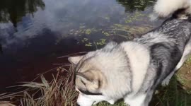 Alaskan Manatee Does Exist