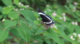 White Admiral Butterfly Good Choice to become Quebec's Official Symbol