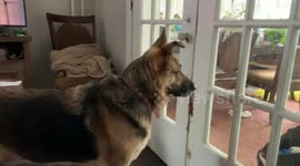 German Shepherd