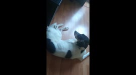 Kali likes to sing along to classical music