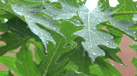 Raindrops falling on green leaves.