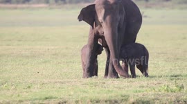 Sri Lanka rangers spot possible elephant twins in rare moment