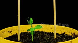 Give peas a chance with this satisfying plant growth timelapse
