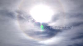 Majestic Griffon Vulture flies into Solar Halo