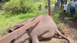 Elephant survives after becoming trapped in fence in Indian forest