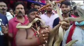 Religious Hindus take to streets for festival while holding hundreds of deadly cobras