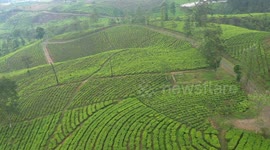 Aerial View Tea Garden