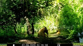 bear cub and mom up close and personal
