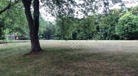 Rare Sighting Twenty Plus Squirrels Social Distancing in one park