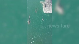 Whale shark swims over to fishing boat to be patted on the back in Thailand