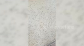 Woman shocked after thousands of mosquitoes invade home