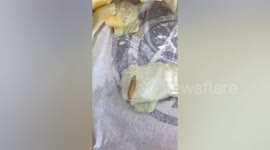 UK woman claims she found caterpillar in her Burger King meal
