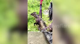 Officials use crane to rescue buffalo stranded inside pit for four days in western India