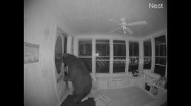 Incredible moment wild bear enters Canadian home looking for pizza