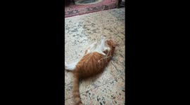 Kitty Challenge With Robe Game
