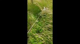 Jack Russell  Butch Larking in the meadow