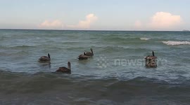 Pelicans playing on the Sea of Miami Beach! They were Fishing between people. It was amaizing to see them, when they are flying and just come staight and sink! flying and sink