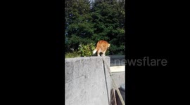 Cat Bush - slow motion edit