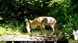 wary coyote