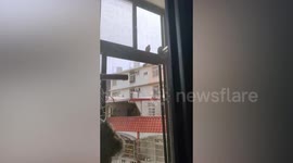 Cats stare angrily at bird outside front door