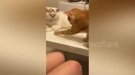Cheeky cat tries to steal yarn from big sister