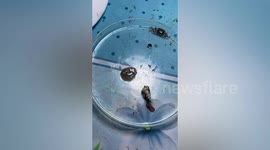Jelly-like sea creature found by beachgoers in eastern Thailand