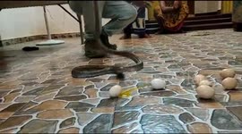 Cobra that swallowed 8 eggs managed to spit back 7