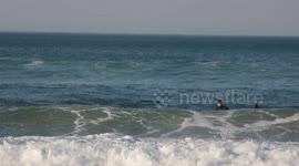 Dolphins Swim with Surfers
