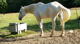 White horse on hot day