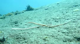 Tragic sight as pipefish 'tries to communicate' with plastic straw
