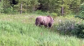 Grizzly bear spotted in Kananaskis, Canada