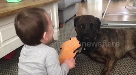 Adorable Baby Laughs and Plays With Pet Dog