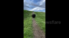 Slow-mo video shows dog's incredible 'dreadlock' hairstyle