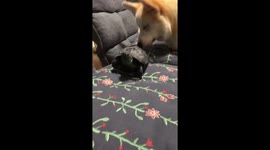 Blind Corgi playing with a turtle