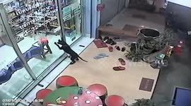 Lost puppy found his way to Thai vet where staff recognises him