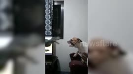 Hilarious moment of dogs reacting to toy dinosaur