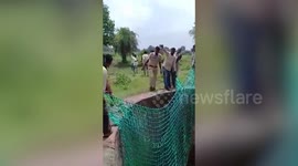 Forest officials rescue Asian antelope stranded inside well in western India