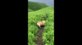 Ordinary walk with a Corgi in Aso, Japan