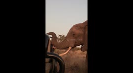 Safari guides have close-up encounter with agitated bull elephant