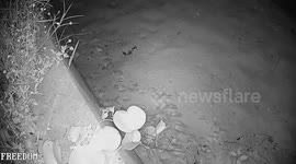 Amazing moment baby turtles emerge from nest and walk into the ocean