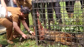 Sumatran tiger got  trap after preying on residents' livestock