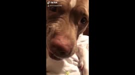 Pit bull vs Broccoli