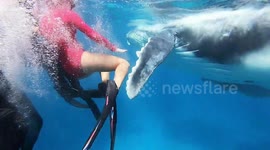 Friendly humpback whale calf plays with swimmers while mum watches from a distance