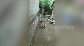 Officials rescue two venomous snakes that strayed into Indian human habitat