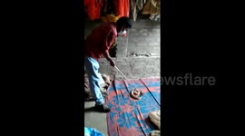 Venomous cobra shares bed with two construction workers in India