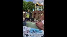 Chihuahua x frenchie dog singing