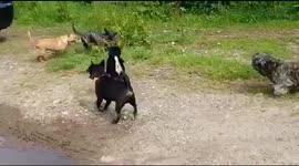 Playtime with dogs x 5 on farm