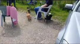Dogs puppies chasing each other