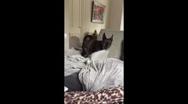 Chihuahua making his bed for sleep