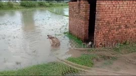 Wild hyena rescued by forest department in northern India